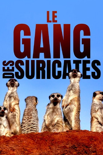 Regarder Le gang des suricates en streaming complet